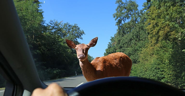 how to install deer whistles on car