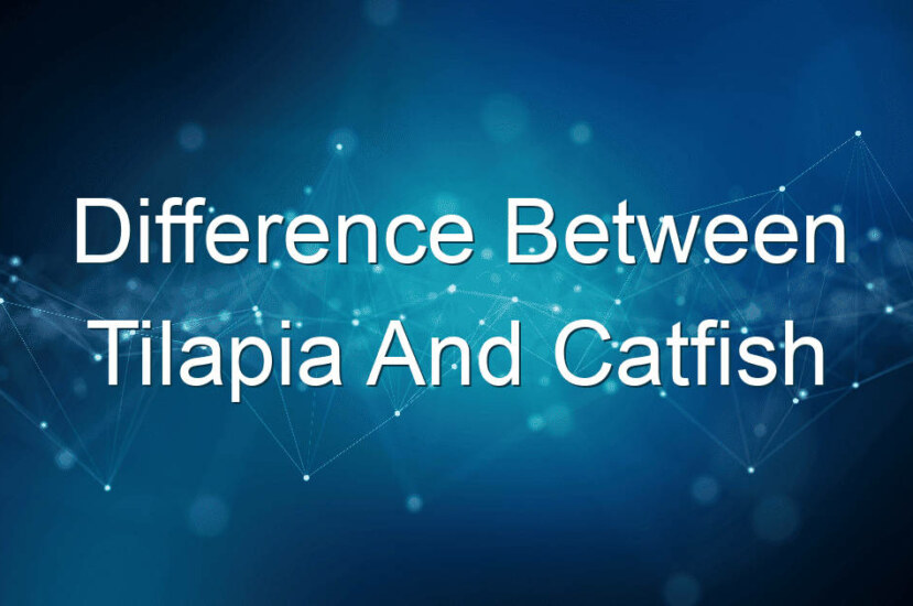 Difference Between Tilapia And Catfish
